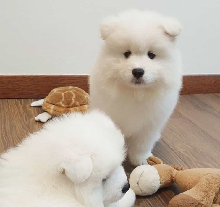 Samoyed piesek gotowy do odbioru