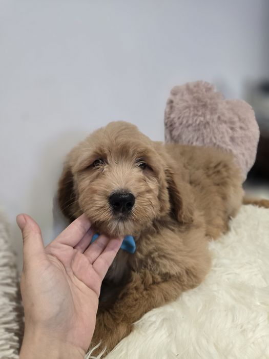 Goldendoodle f1 standard