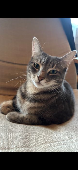 Zaginela kotka Yufka