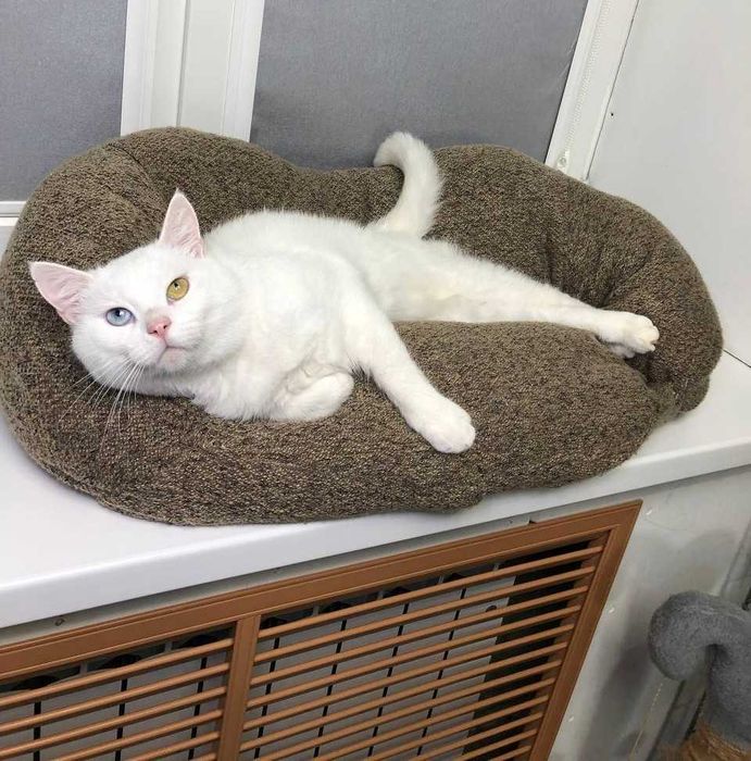 Уникальный,белоснежный котик с глазами разного цвета. Патриот, 1 годик