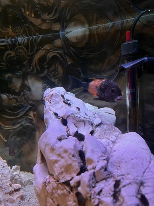 Tropheus Black Bemba