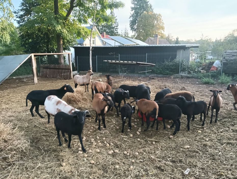 Sprzedam owce kameruńskie