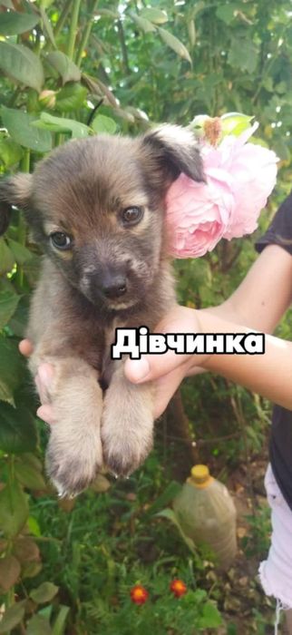 Цуценята гарні руки