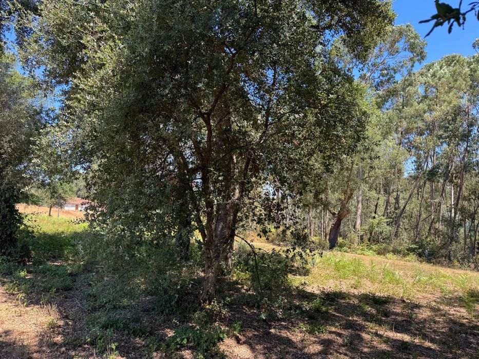 Vendo Arvores Oliveiras