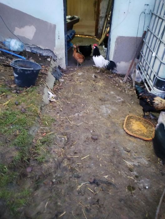 Koguty marans i lakenfeler   czystorasowe