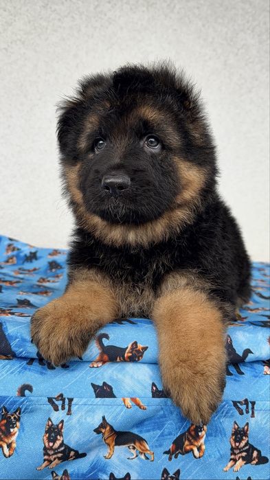 Цуценята німецької вівчарки