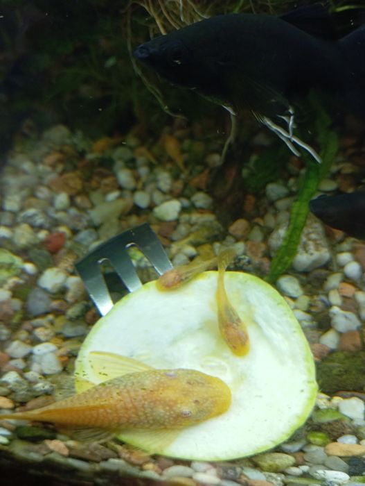 Glonojad albinos ancistrus zbrojnik