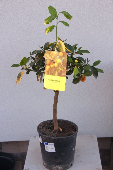 Каламондин d 18 цитрусові, мандарин