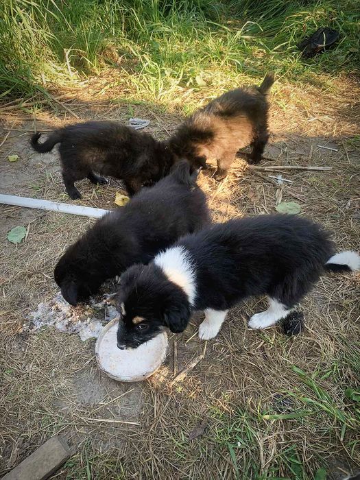 Цуцики в добрі руки