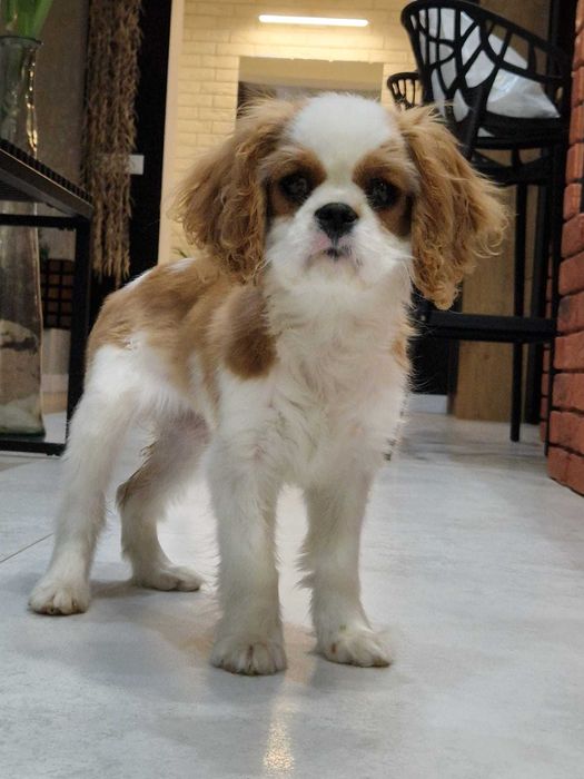 Cavalier King Charles Spaniel