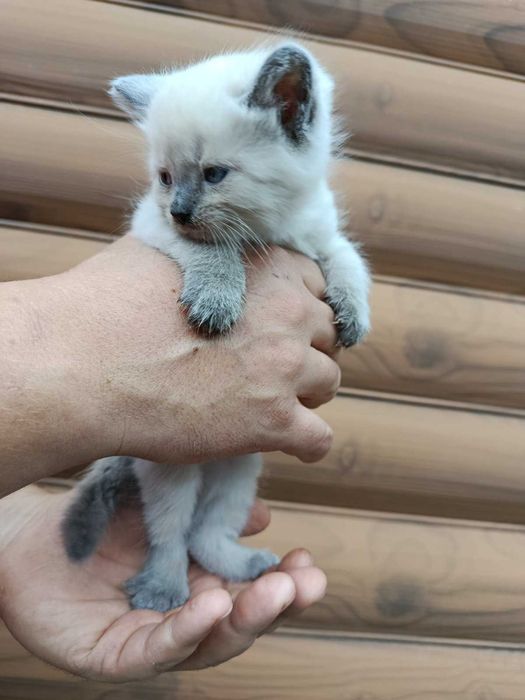 Котята ищут заботлевую семью