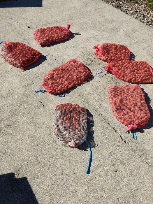 Nozes biológicas caseiras