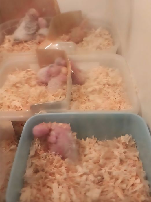 Caturras 100% domesticadas