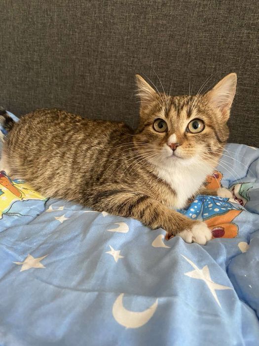 Котенок 3,5-4 мес без самовыгула