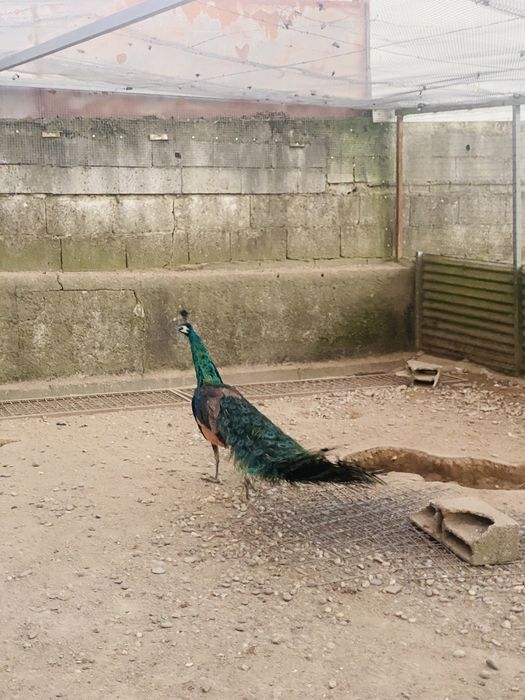 Pavões adultos de varias cores