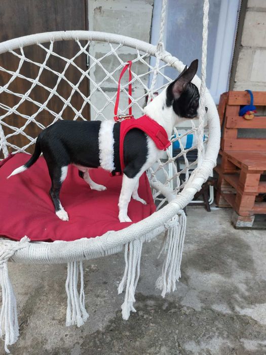 Piesek chihuahua  okolice Warszawy