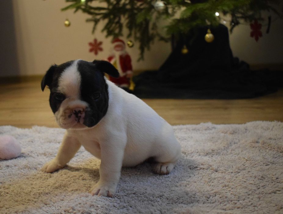 Buldog francuski szczenię - piesek