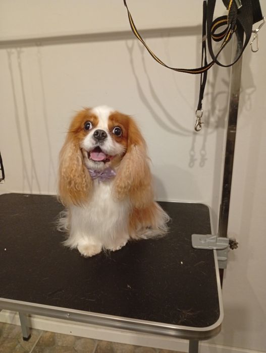 Fryzjer dla psa Groomer