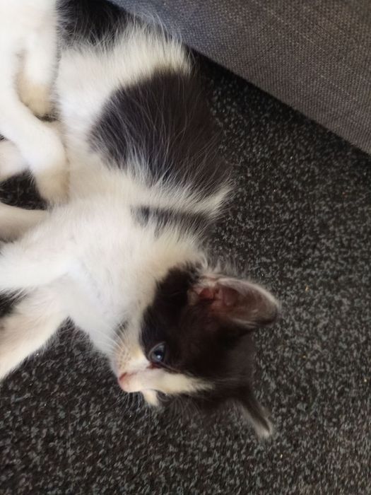 Gatinhos machos para dar