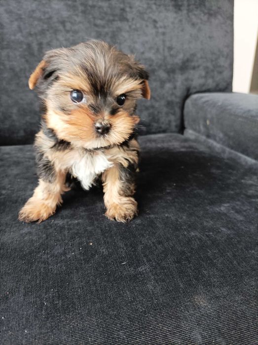 Sunia Yorkshire terrier