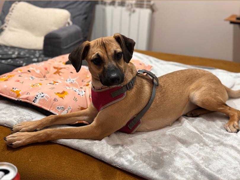 szczeniak  6 mies suczka   Zoja  Konie w Kamionie adopcja aktulne