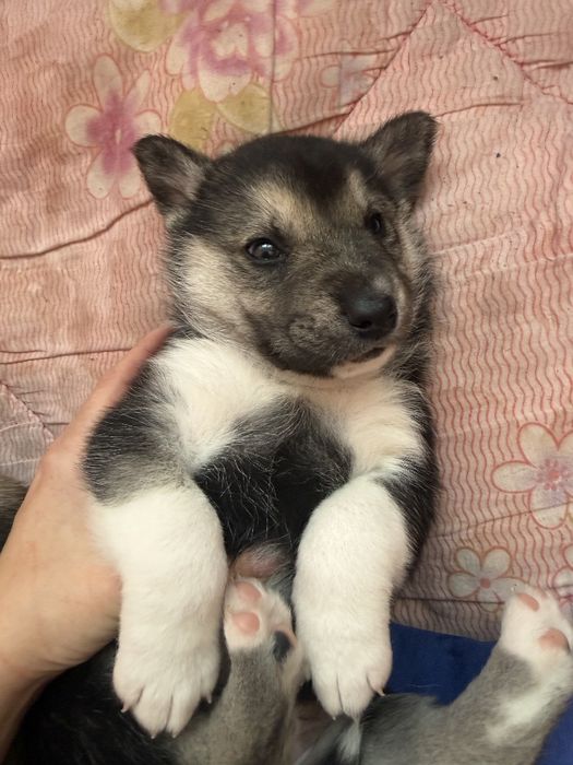 Цуценята хаскі,снігові ведмедики