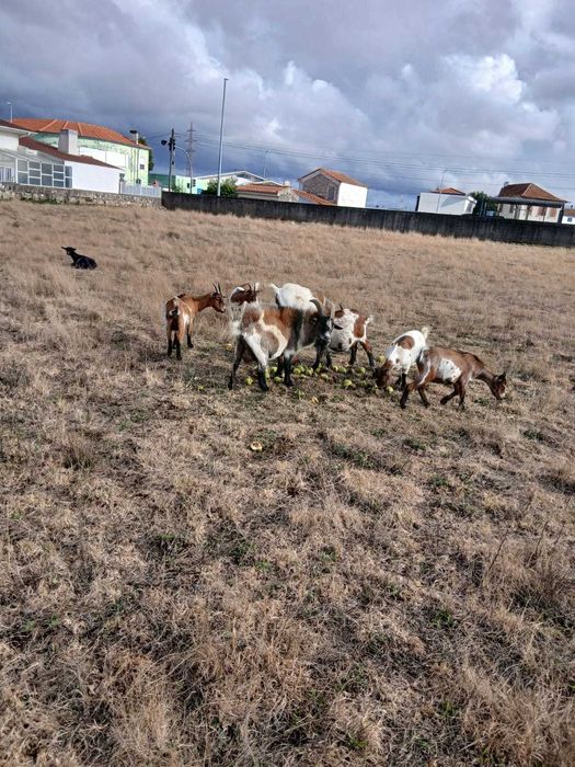 cabrito malhado anao