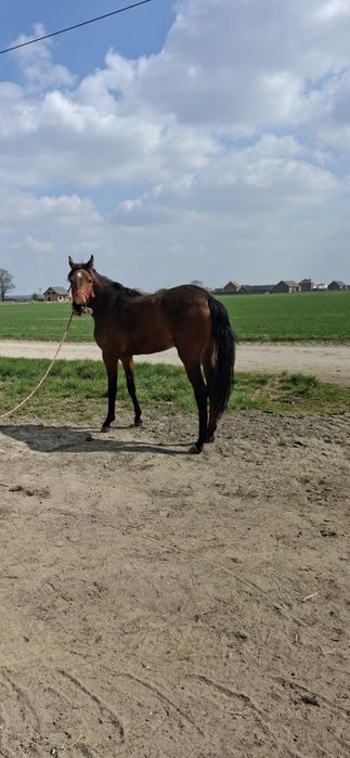 Sprzedam ( zamienię)  bardzo ładną klacz o imieniu Pasja