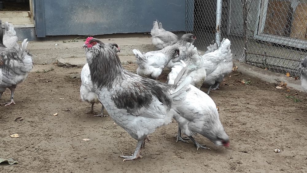 Інкубаційні яйця амераукан, амераукани, амераукана