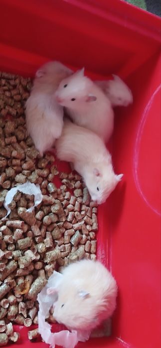 Хом'як Сирійський хом'ячок 3 тижні