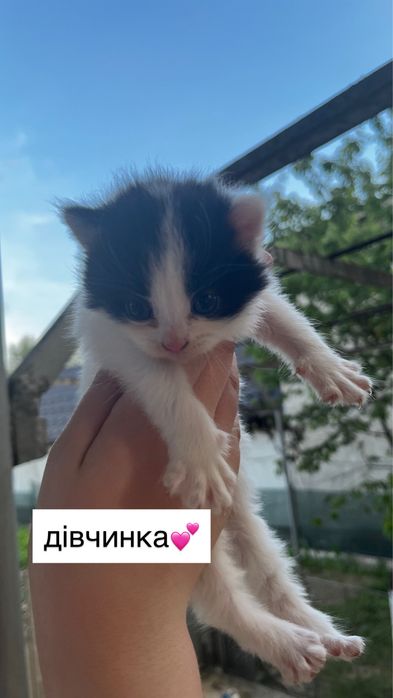віддам кошенят у добрі руки!