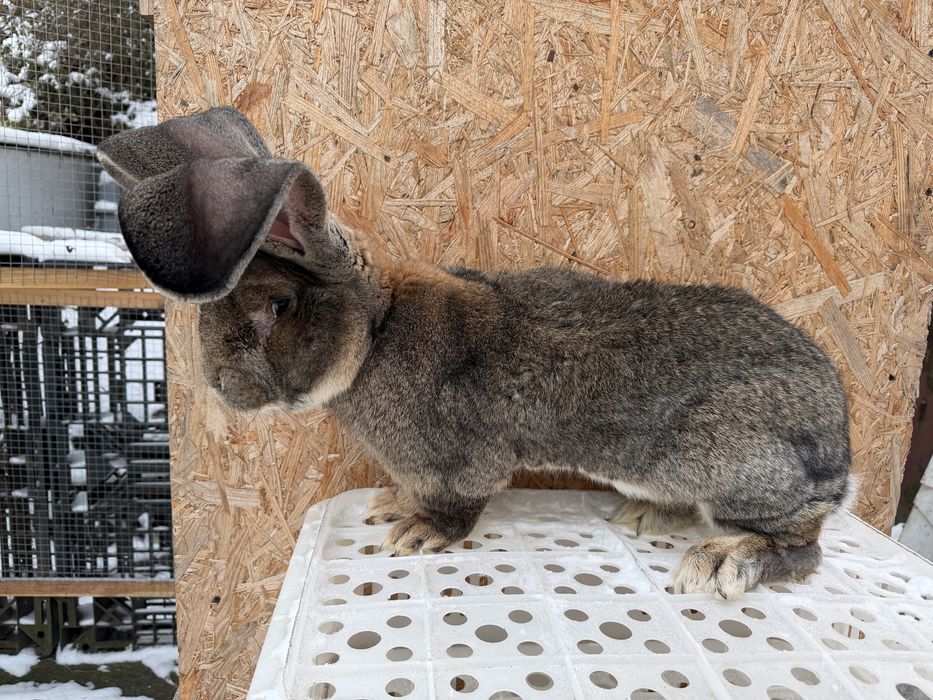 Królik belgijski z rodowodem samiec