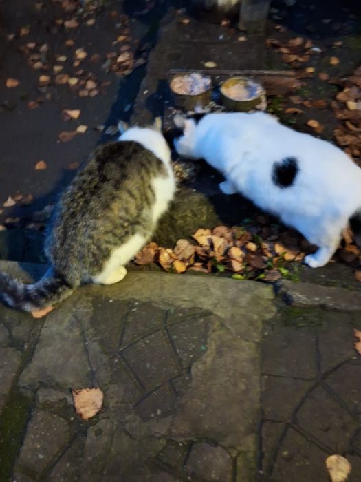 Дві стерілізовані  молоді  кішечки