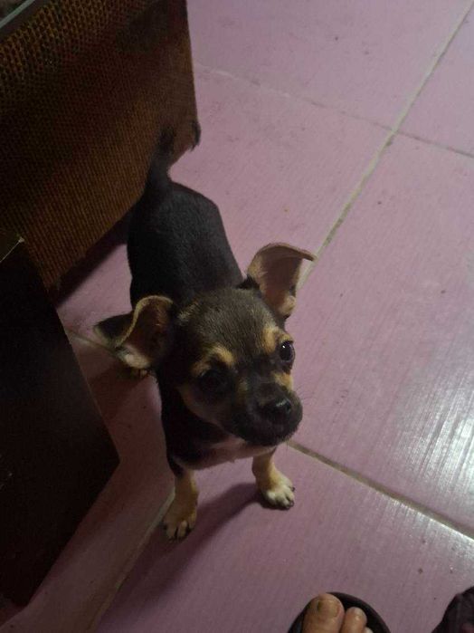 Chihuahua suczka