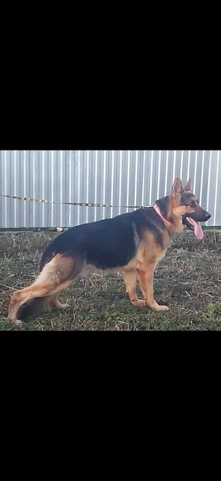 Німецька вівчарка