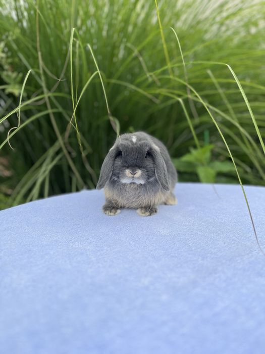 Дівчинка NHD.Породиста.Карликові кролики