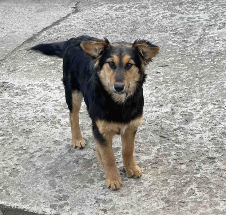 Отдам даром в добрые руки собаку метис Джек Рассел терьера и овчарки