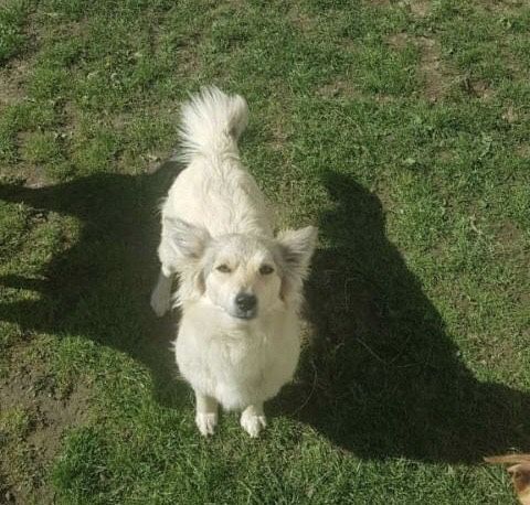 Віддам песиків даром