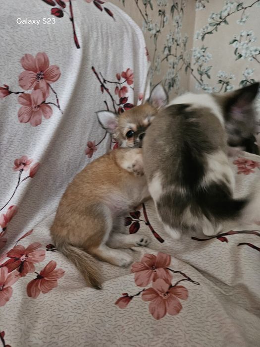 Срочно Продаю щенка чихуахуа девочка