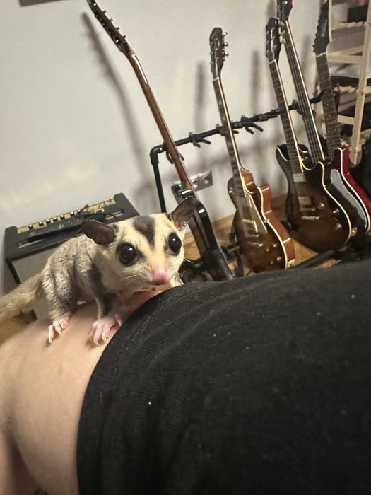 Urocze i Młode Lotopoałanki