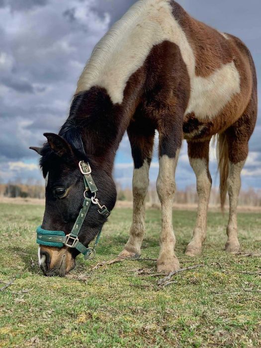 Pensjonat dla konia wolny Boks