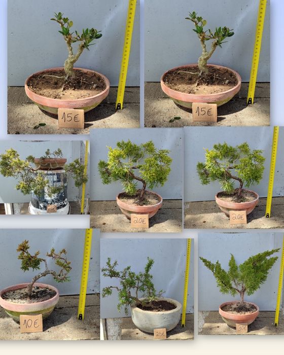 PROMOÇÃO Pré Bonsai ou árvores em vaso