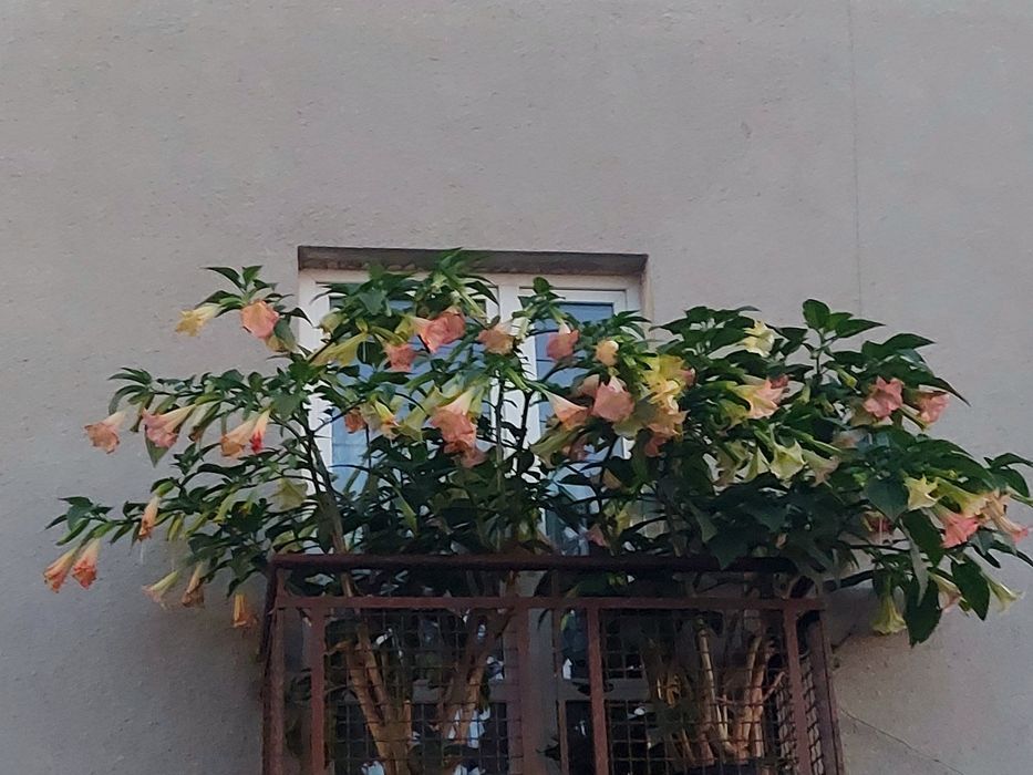 Datura- brugmansja  różowa