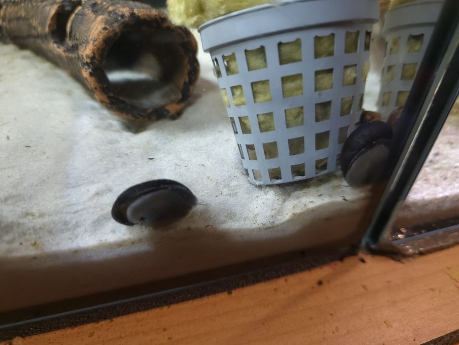 Ślimak Helmet NA GLONY