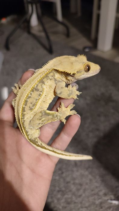 quadstripe extreme harlequin samiec Gekon orzęsiony orzesiony