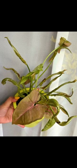 Syngonium 'Neon Robusta' Zroślicha