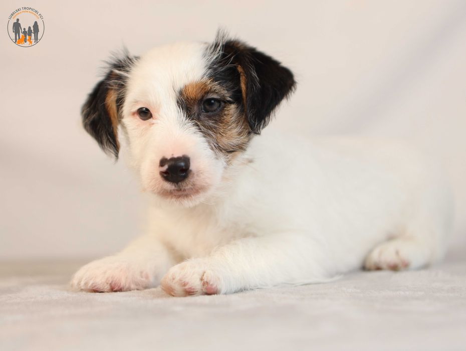 Jack Russell Terrier ZKwP FCI