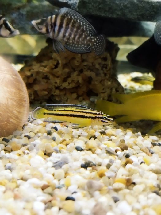 Julidochromis regana marksmithi tanganika naskalnik
