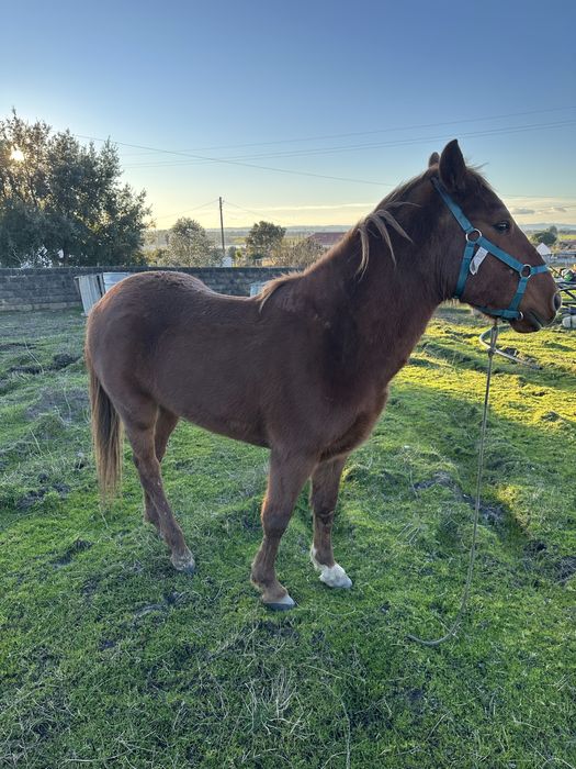 venda ou troca de poldro