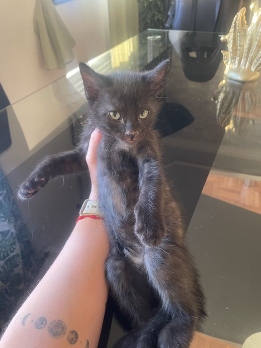 Gatinhos para adoçao